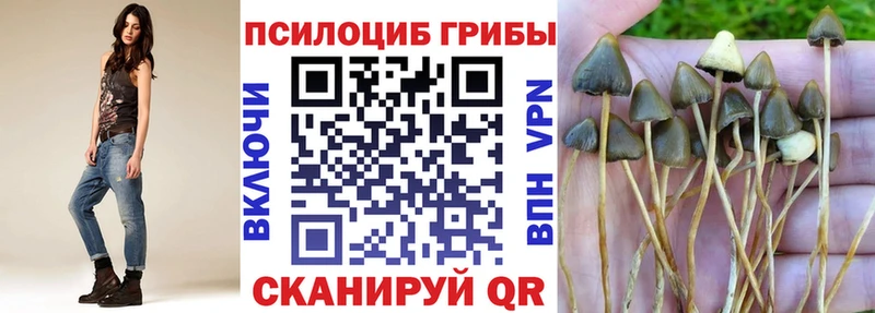 hydra онион цены Курчалой Галлюциногенные грибы мицелий